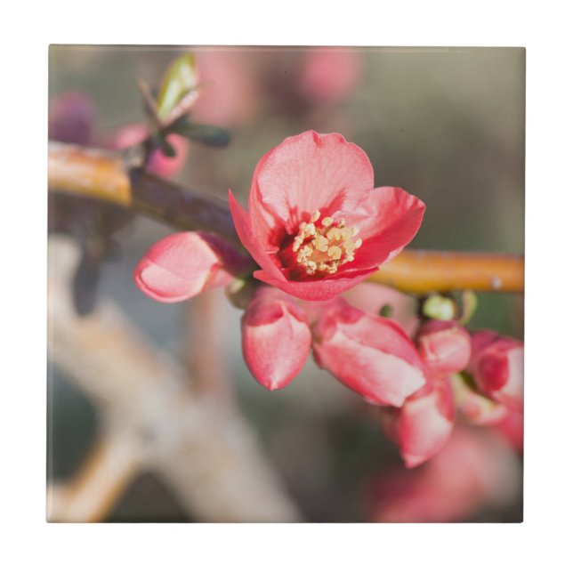 Spring flower tile (Front)