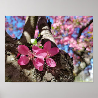 Spring flowering apple tree. Pink flowers Poster