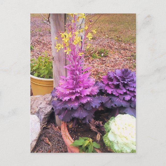 Spring Flowering Ornamental Cabbage Postcard (Front)