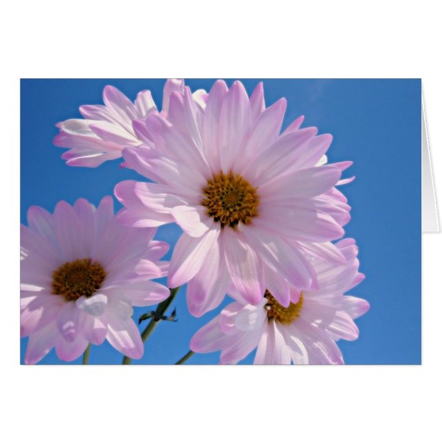 Spring Flowers (Front Horizontal)