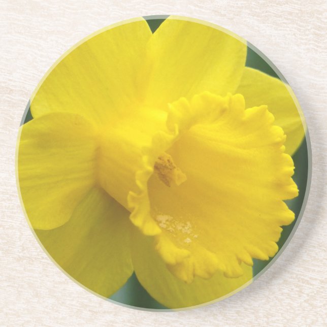 Spring Flowers Coaster Daffoldil Flowers Coaster (Front)