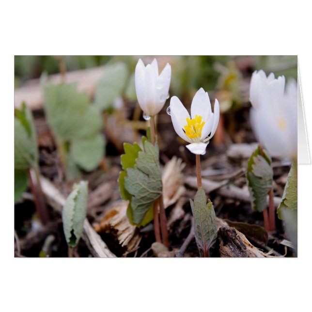 Spring Flowers Greeting Card (Front Horizontal)