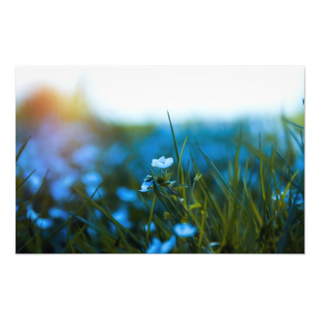 Spring flowers in field photo print (Front)