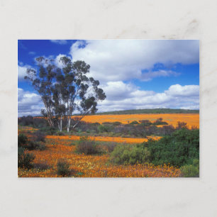 Spring flowers in Namaqualand, South Africa Postcard