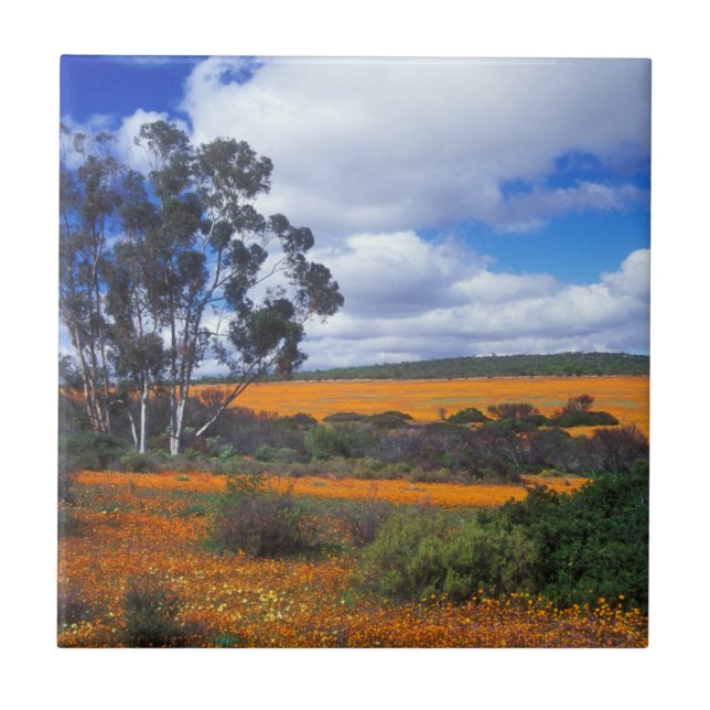 Spring flowers in Namaqualand, South Africa Tile (Front)