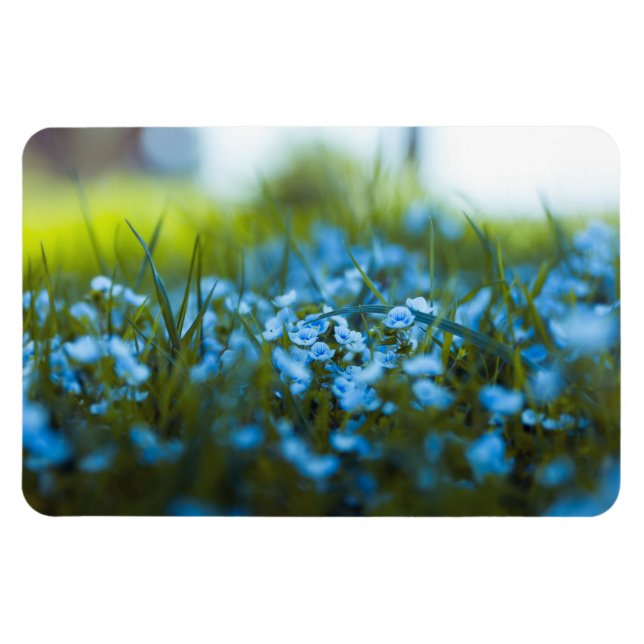 Spring flowers on field magnet (Horizontal)