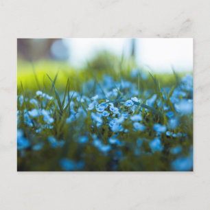 Spring flowers on field postcard