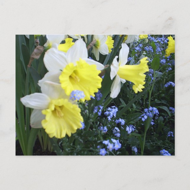 Spring Flowers Postcard (Front)