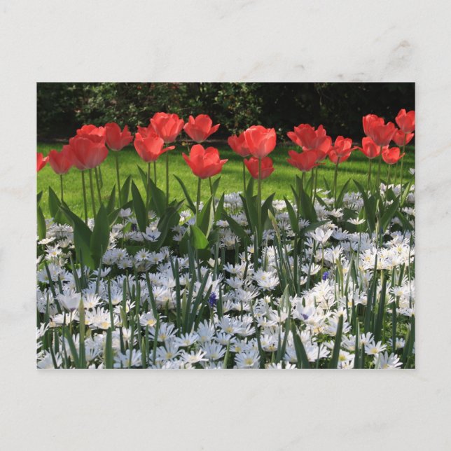 Spring flowers postcard (Front)