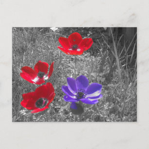 Spring Flowers Postcard