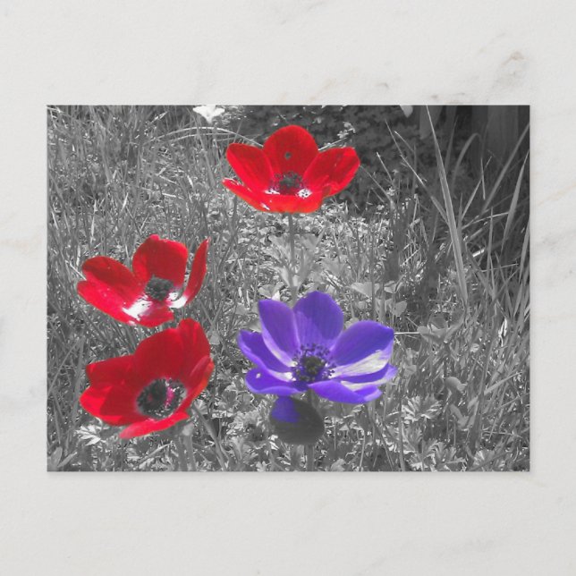 Spring Flowers Postcard (Front)
