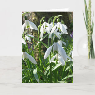Spring Flowers Snowdrops Greeting Card