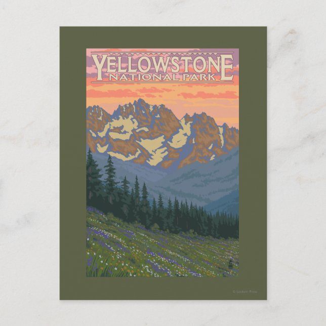 Spring Flowers - Yellowstone National Park Postcard (Front)