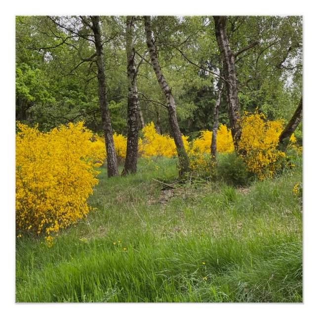 Spring forest in Luxembourg travel Poster (Front)