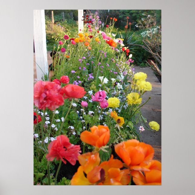 Spring Garden Rannunculus Floral Flowers Poster (Front)