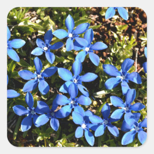 Spring Gentian in the French Alps Square Sticker