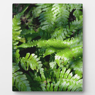 Spring Green Ferns boho botanical  Plaque