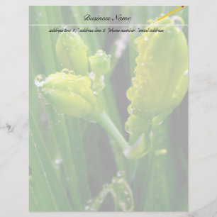 spring green lily buds