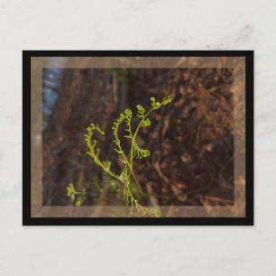spring green postcard
