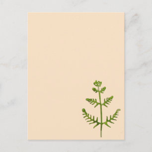 spring green postcard