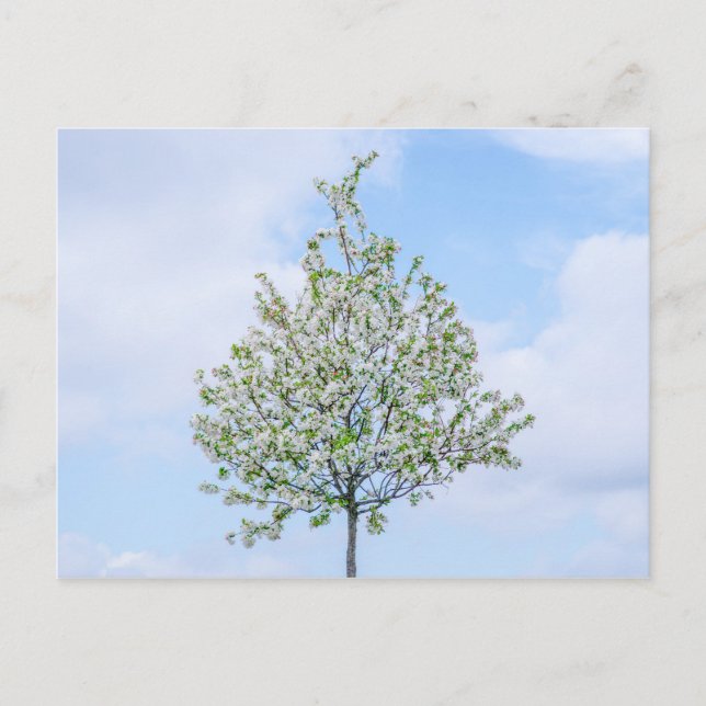 Spring - Happy Easter Holiday Postcard (Front)