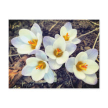 Spring has Sprung Crocus flowers