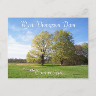 Spring Has Sprung Postcard