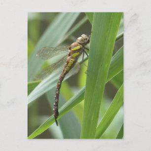 Spring Hawker Dragonfly DIY Postcard