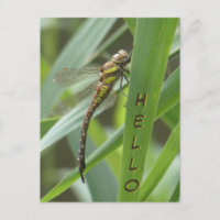 Spring Hawker Dragonfly HELLO Postcard