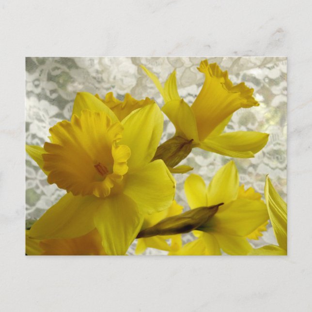 Spring Holiday Daffodil Postcard (Front)
