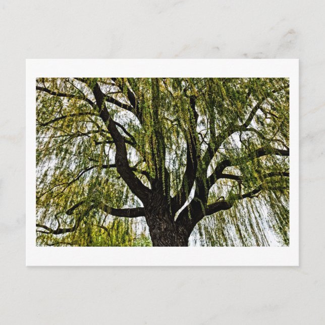 spring hopes muted postcard (Front)