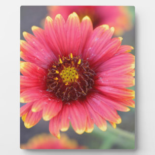 Spring in Bloom Plaque