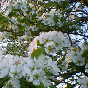 Spring in Bloom Stretched Canvas Print