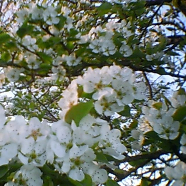 Spring in Bloom Stretched Canvas Print (Creator Uploaded)
