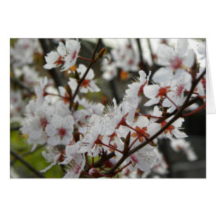 Spring in Canberra