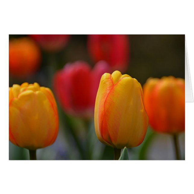 Spring in Colours (Front Horizontal)