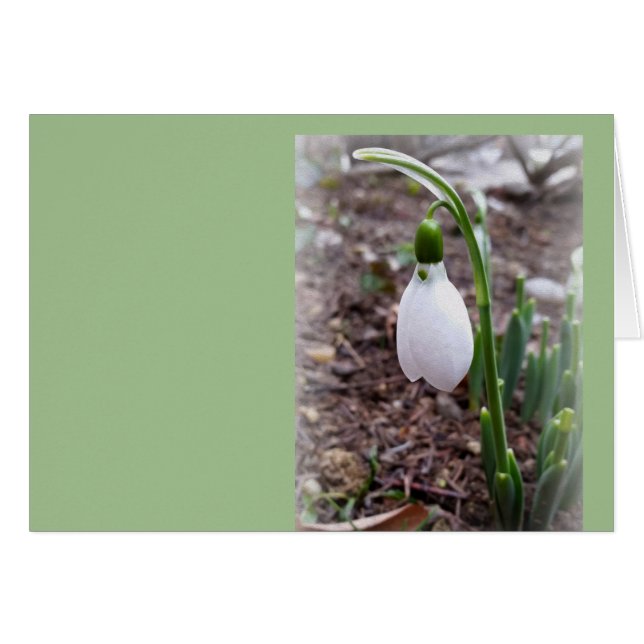 Spring in February (Front Horizontal)