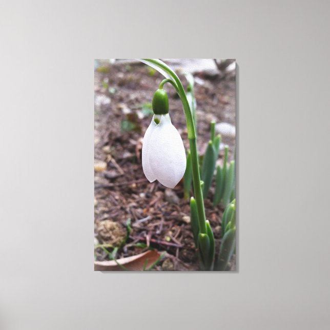 Spring in February Canvas Print (Front)