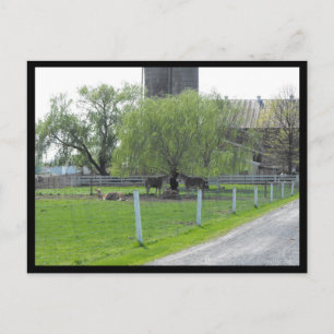 ~ Spring in Lancaster County ~ 36 Postcard
