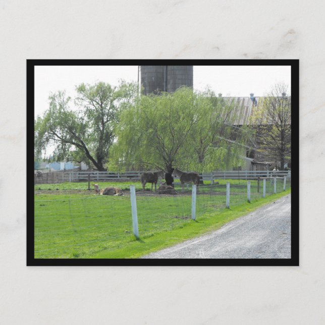 ~ Spring in Lancaster County ~ 36 Postcard (Front)