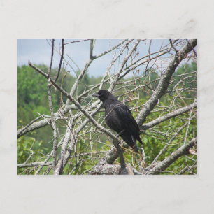Spring In Maine Postcard