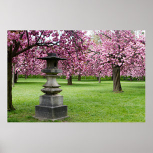 Spring in Paris Cherry Blossoms Poster