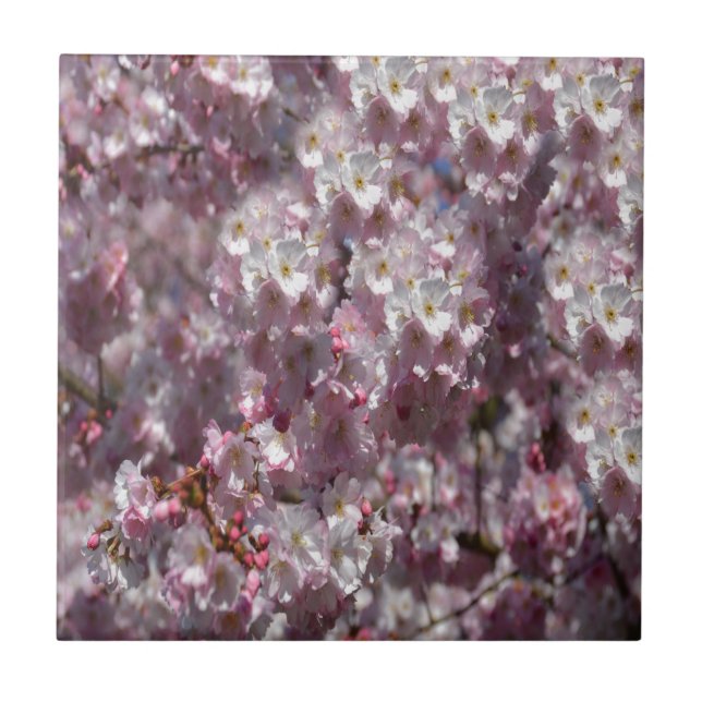 Spring in Pink Tile (Front)