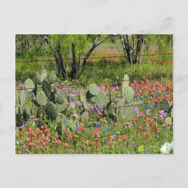 Spring in Texas Postcard (Front)
