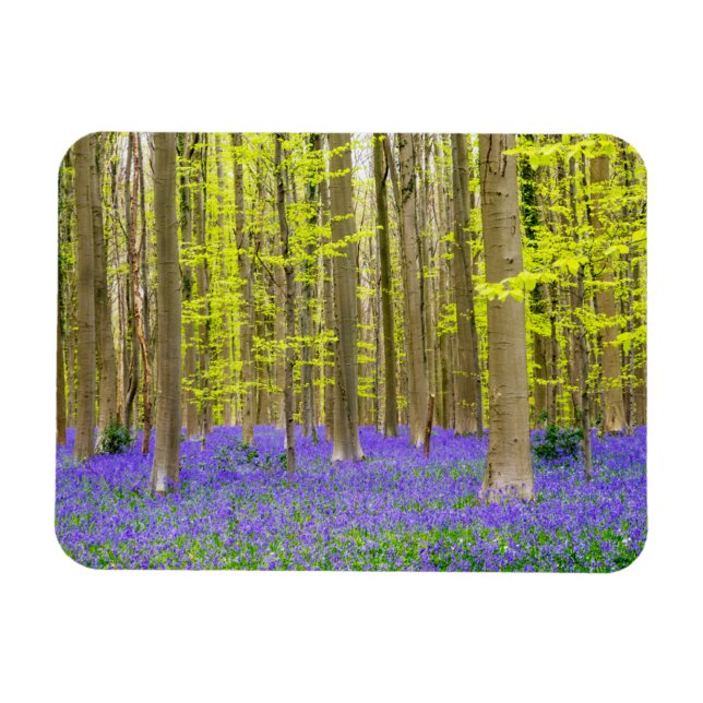 Spring in the Blue Forest Magnet (Horizontal)