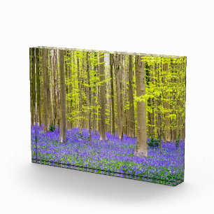 Spring in the Blue Forest Photo Block