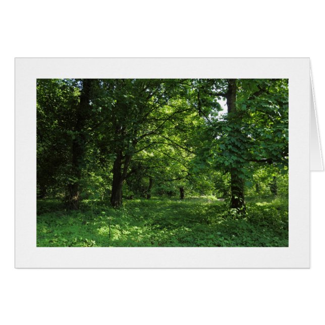 Spring in the Woods 01 (bordered) (Front Horizontal)
