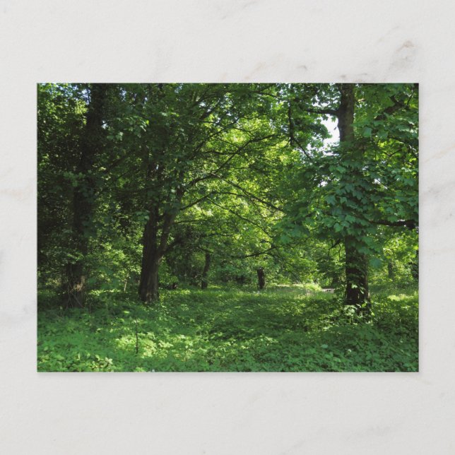 Spring in the Woods 01 Postcard (Front)