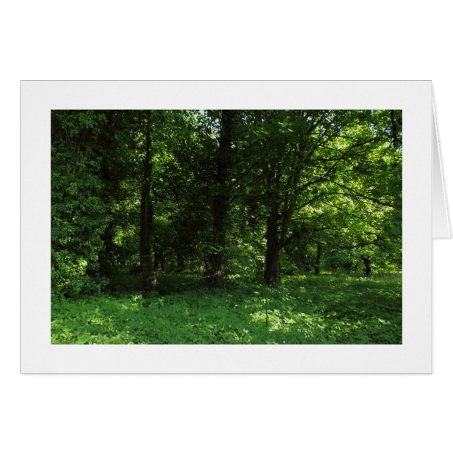 Spring in the Woods 02 (bordered) (Front Horizontal)