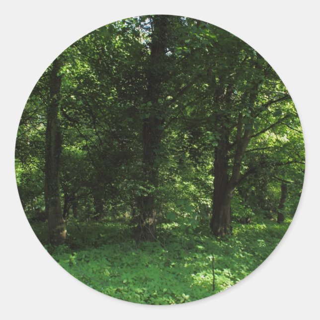 Spring in the Woods 02 Classic Round Sticker (Front)